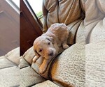 Puppy 4 Goldendoodle-Poodle (Standard) Mix