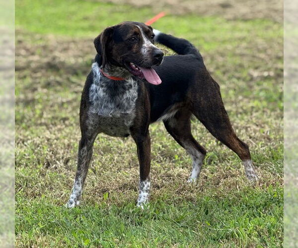 Medium Photo #2 Catahoula Leopard Dog-Unknown Mix Puppy For Sale in Raleigh, NC, USA