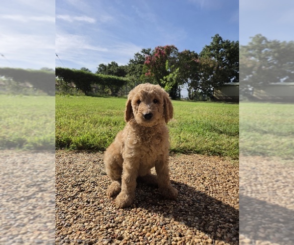 Medium Photo #4 Goldendoodle Puppy For Sale in BURLESON, TX, USA