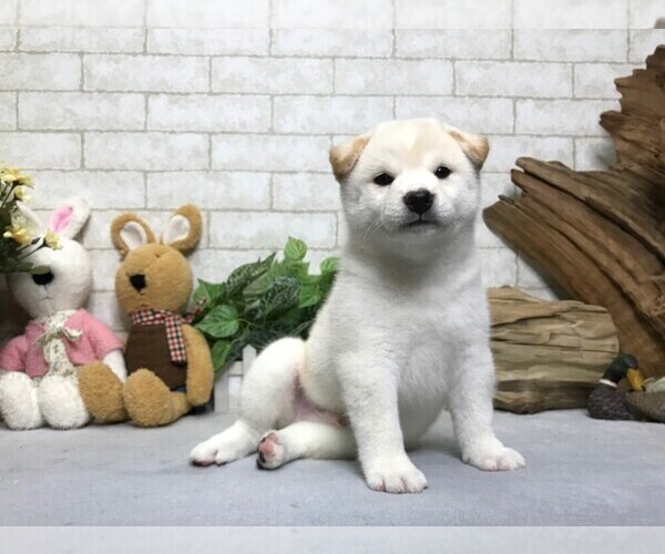 Medium Photo #5 Shiba Inu Puppy For Sale in SEATTLE, WA, USA