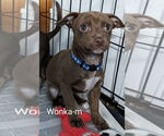 Small Chiweenie