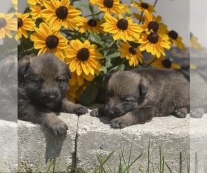 German Shepherd Dog Puppy for sale in SMITHMILL, PA, USA