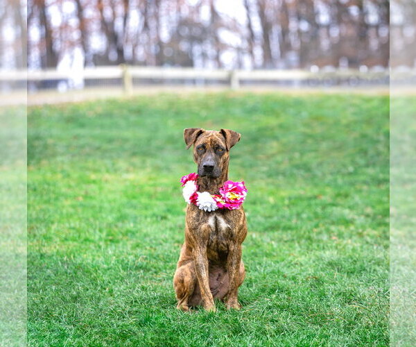 Medium Photo #10 Mountain Cur-Unknown Mix Puppy For Sale in Unionville, PA, USA