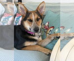 Small #7 Welsh Corgi Mix
