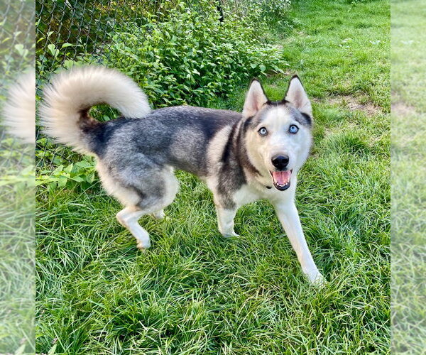 Medium Photo #4 Siberian Husky Puppy For Sale in Canton, CT, USA