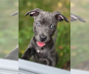 American Pit Bull Terrier-Unknown Mix Dogs for adoption in Clarkston, MI, USA