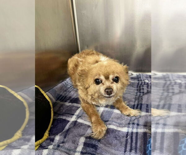 Medium Photo #2 Pomeranian Puppy For Sale in Candler, NC, USA