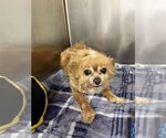 Small #1 Pomeranian