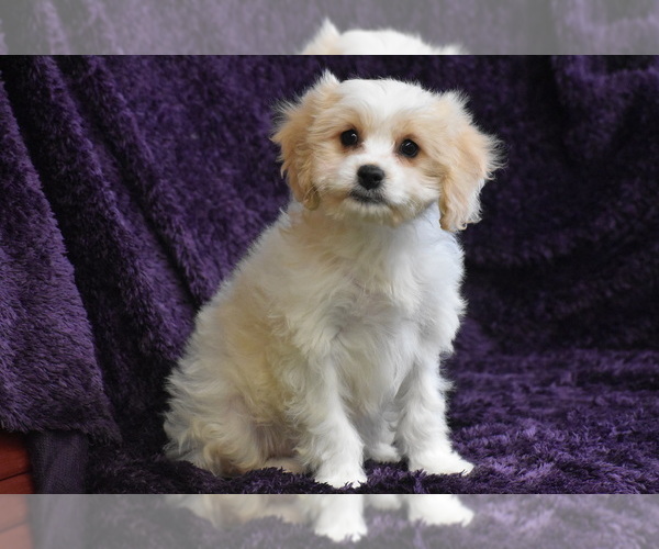 Medium Photo #3 Cavachon Puppy For Sale in ELDORADO, OH, USA