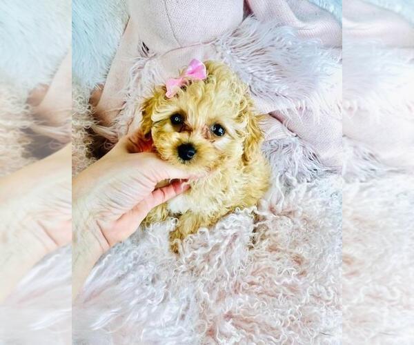 Medium Photo #10 Poodle (Toy) Puppy For Sale in TAMPA, FL, USA