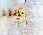 Small Photo #10 Poodle (Toy) Puppy For Sale in TAMPA, FL, USA