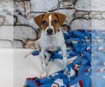 Small #1 Jack Russell Terrier Mix