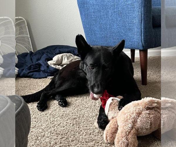 Medium Photo #2 German Shepherd Dog-Unknown Mix Puppy For Sale in Incline Village, NV, USA