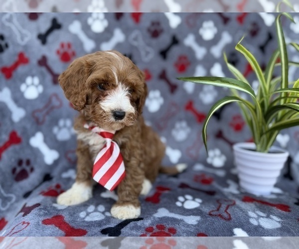 Medium Photo #4 Cavapoo (Miniature) Puppy For Sale in LAKELAND, FL, USA