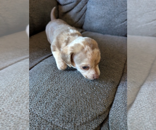 Medium Photo #4 Chiweenie Puppy For Sale in CAMANO ISLAND, WA, USA