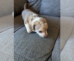Small #3 Chiweenie