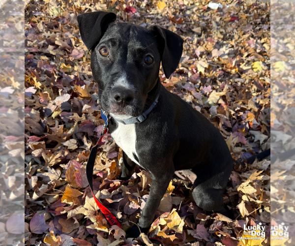 Medium Photo #2 Labrador Retriever-Retriever  Mix Puppy For Sale in Washington, DC, USA