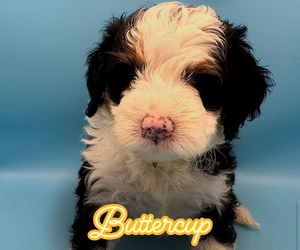 Bernedoodle Puppy for sale in MATTITUCK, NY, USA