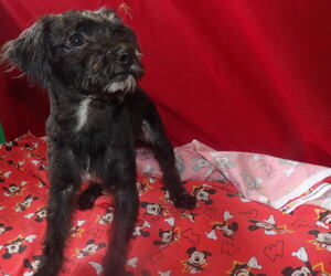 YorkiePoo Puppy for sale in PATERSON, NJ, USA