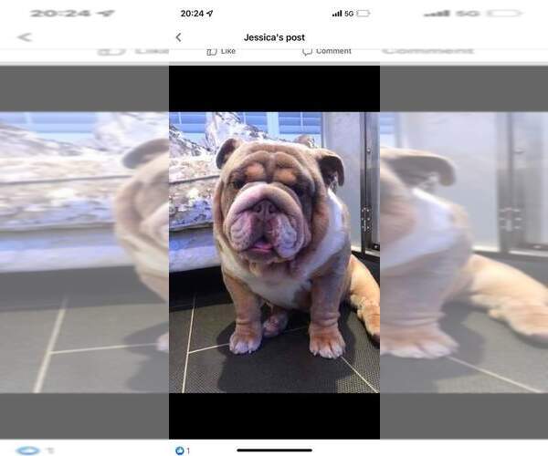Full screen Photo #1 English Bulldog Puppy For Sale in Guisborough, North Yorkshire (England), United Kingdom