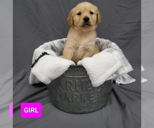 Golden Retriever Puppy for Sale in COLUMBUS, Indiana USA