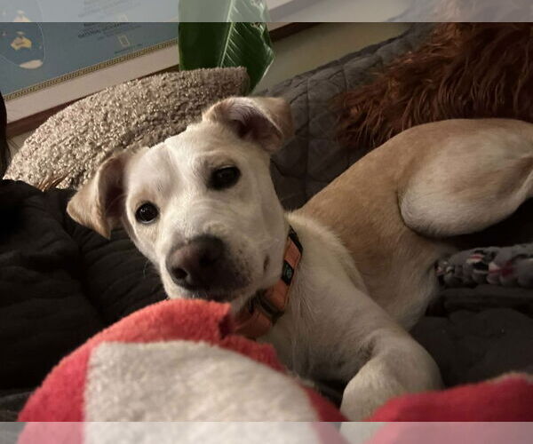 Medium Photo #7 Feist Terrier-Unknown Mix Puppy For Sale in Arlington, VA, USA