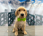 Puppy Tank Labrador Retriever