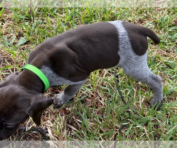 Medium Photo #5 German Shorthaired Pointer Puppy For Sale in SUMMERVILLE, SC, USA