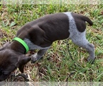 Small Photo #5 German Shorthaired Pointer Puppy For Sale in SUMMERVILLE, SC, USA