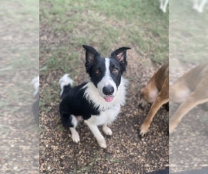 Border Collie Dog for Adoption in SCHERTZ, Texas USA