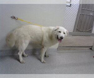 Great Pyrenees-Unknown Mix Dogs for adoption in Pasadena, TX, USA