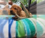 Small Photo #16 Labrador Retriever Puppy For Sale in BUFFALO, NY, USA