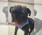 Small #3 Poodle (Toy) Mix