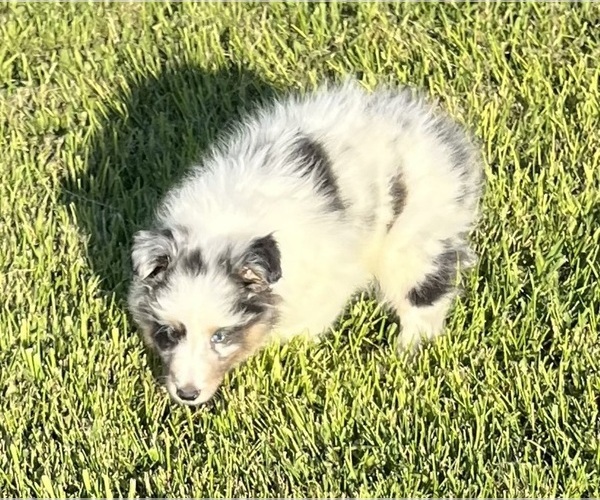 Medium Photo #22 Shetland Sheepdog Puppy For Sale in FORT MORGAN, CO, USA