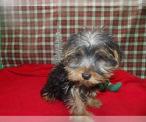 Medium Yorkshire Terrier