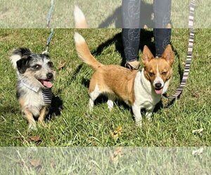 Pembroke Welsh Corgi-Unknown Mix Dogs for adoption in Landenberg, PA, USA