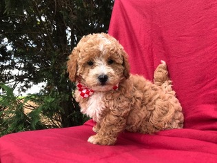 Shih-Poo Puppy for sale in PEACH BOTTOM, PA, USA