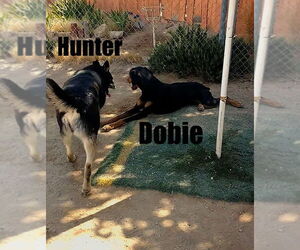 Hunter - Male Australian Kelpie Dog for Adoption - Photo #23