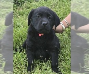 Labrador Retriever Puppy for sale in WESTFIELD, NC, USA