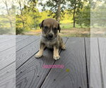 Jasmine - Female Labrador Retriever-Unknown Mix Dog for Adoption - Small photo