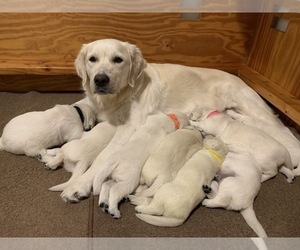 English Cream Golden Retriever Litter for sale in MARSHFIELD, WI, USA