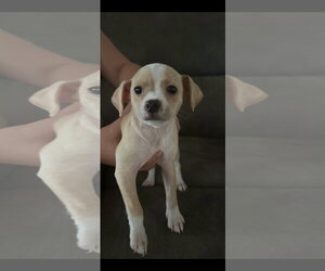 Cheagle Dogs for adoption in Holly Springs, NC, USA