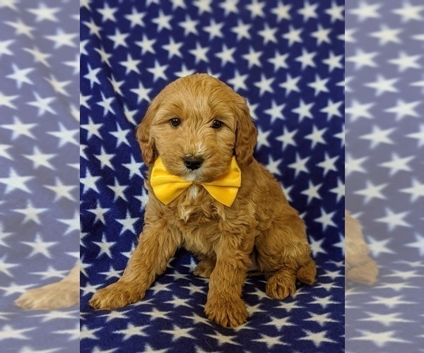 Medium Photo #2 Goldendoodle Puppy For Sale in KIRKWOOD, PA, USA