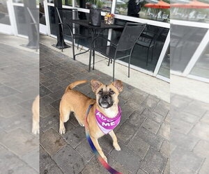 Black Mouth Cur-Unknown Mix Dogs for adoption in Shermans Dale, PA, USA