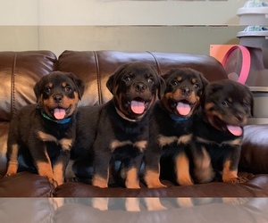 Rottweiler Puppy for sale in SALINAS, CA, USA