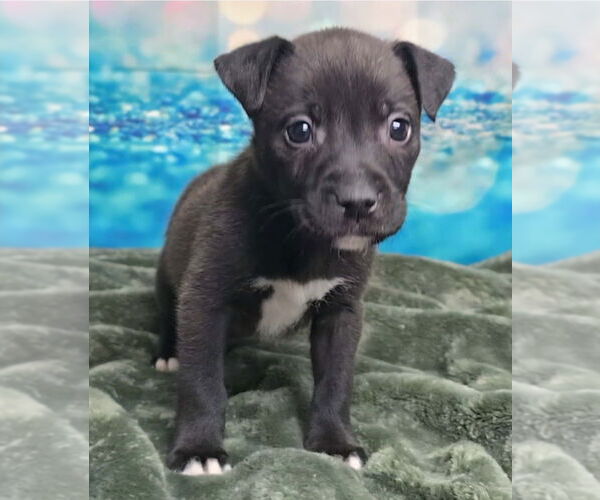 Medium Photo #11 Mutt Puppy For Sale in Lakewood, CO, USA