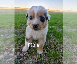 Australian Shepherd Puppy for sale in TAYLOR, TX, USA