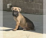 Small #3 American Pit Bull Terrier-Bulldog Mix