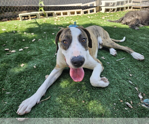 Medium Photo #3 Great Dane Puppy For Sale in San Diego, CA, USA