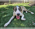 Small #2 Great Dane
